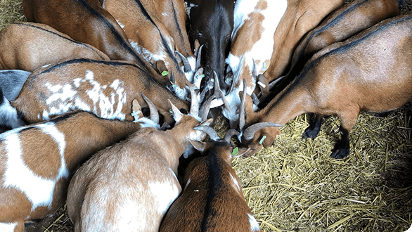 Traceability & Data Systems