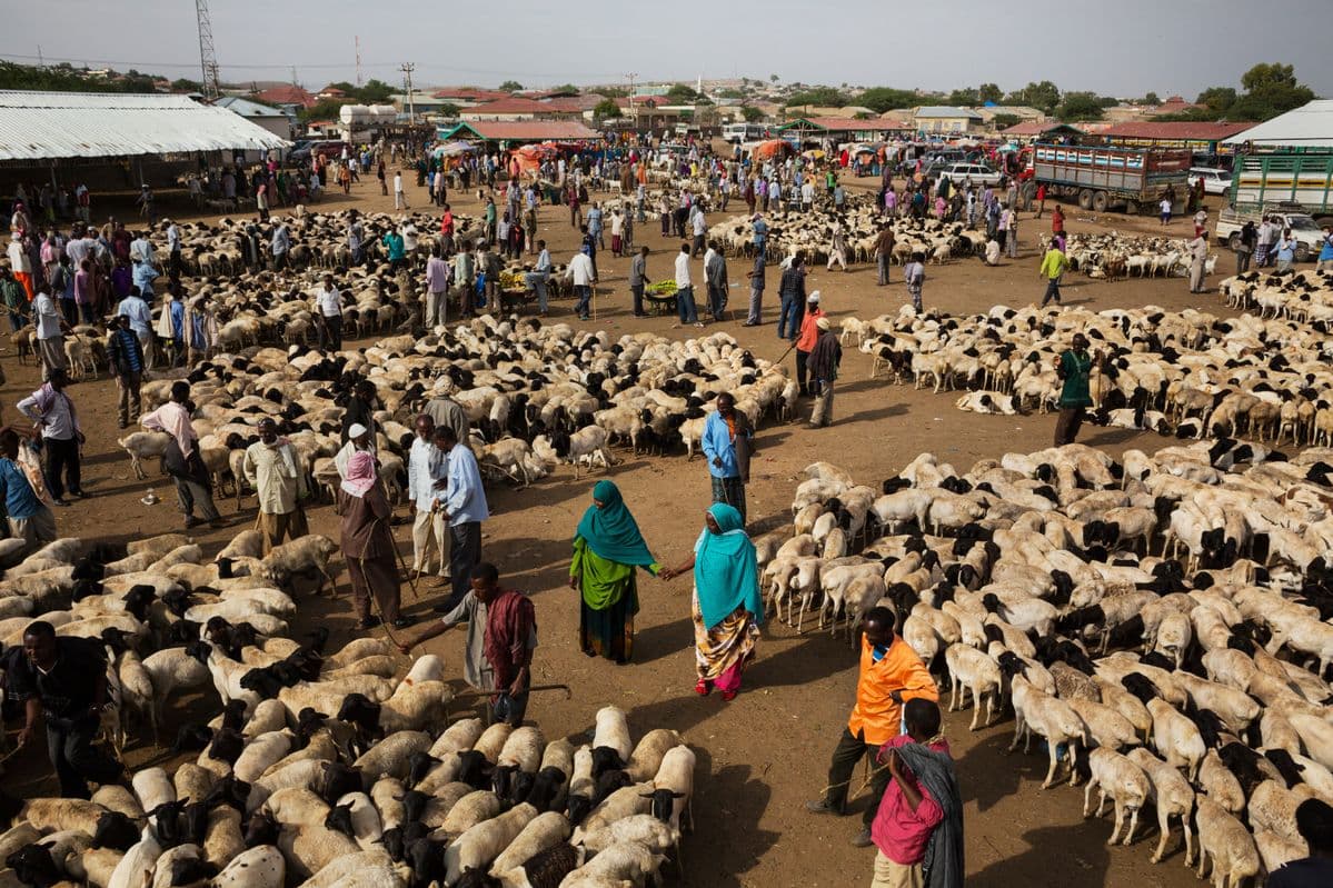Market Access