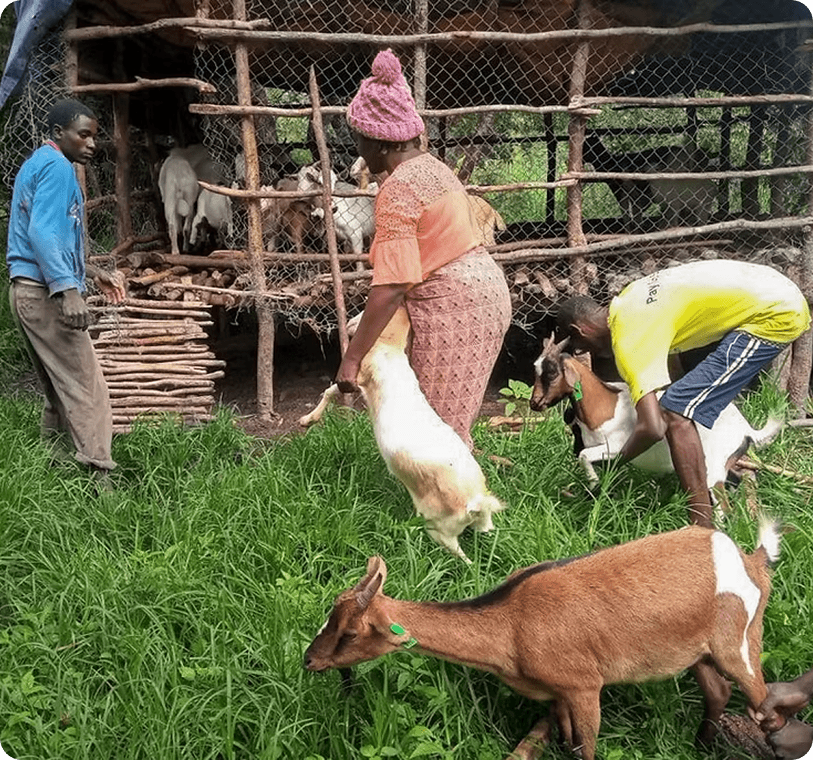 Livestock entrepreneurs working with goats