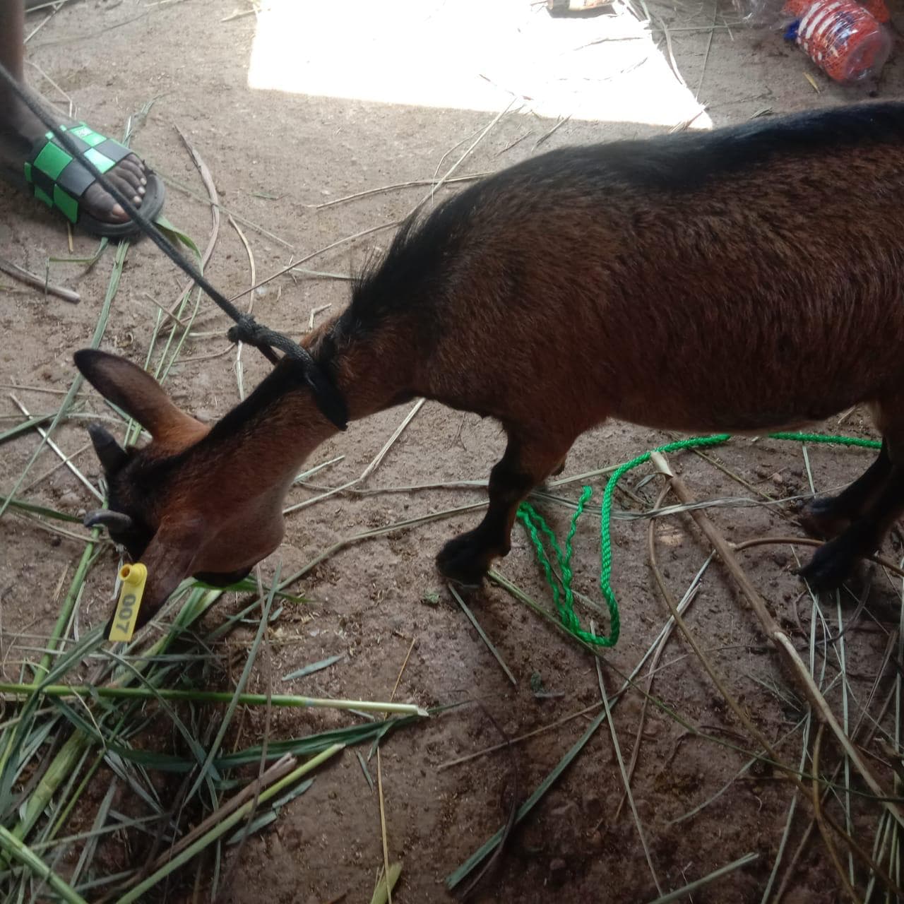 Smallholder livestock producers