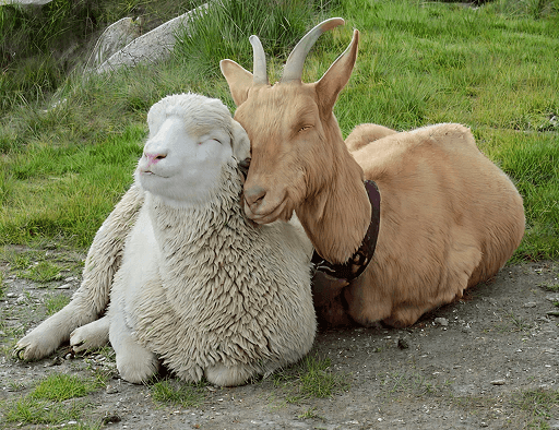 Building a Traceable Livestock Value Chain in Nigeria: Why It Matters